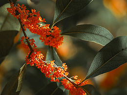 #人間四時#濃郁的晚秋