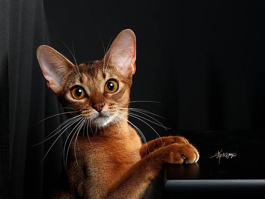 阿比西尼亚猫