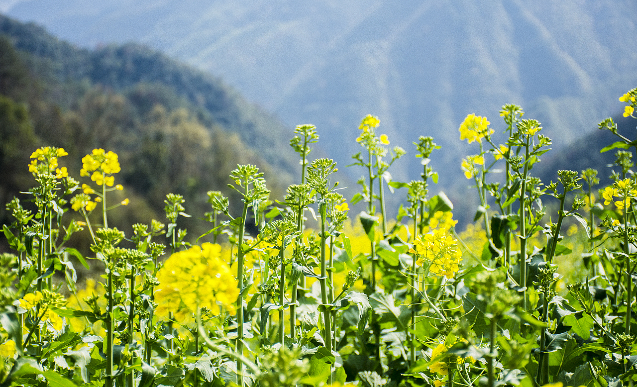 田间楚楚泛金光（图ZMTUxMDg3NDM2） - 风光摄影 - 站酷设计师M_巧克力派原创素材 - 站酷ZCOOL
