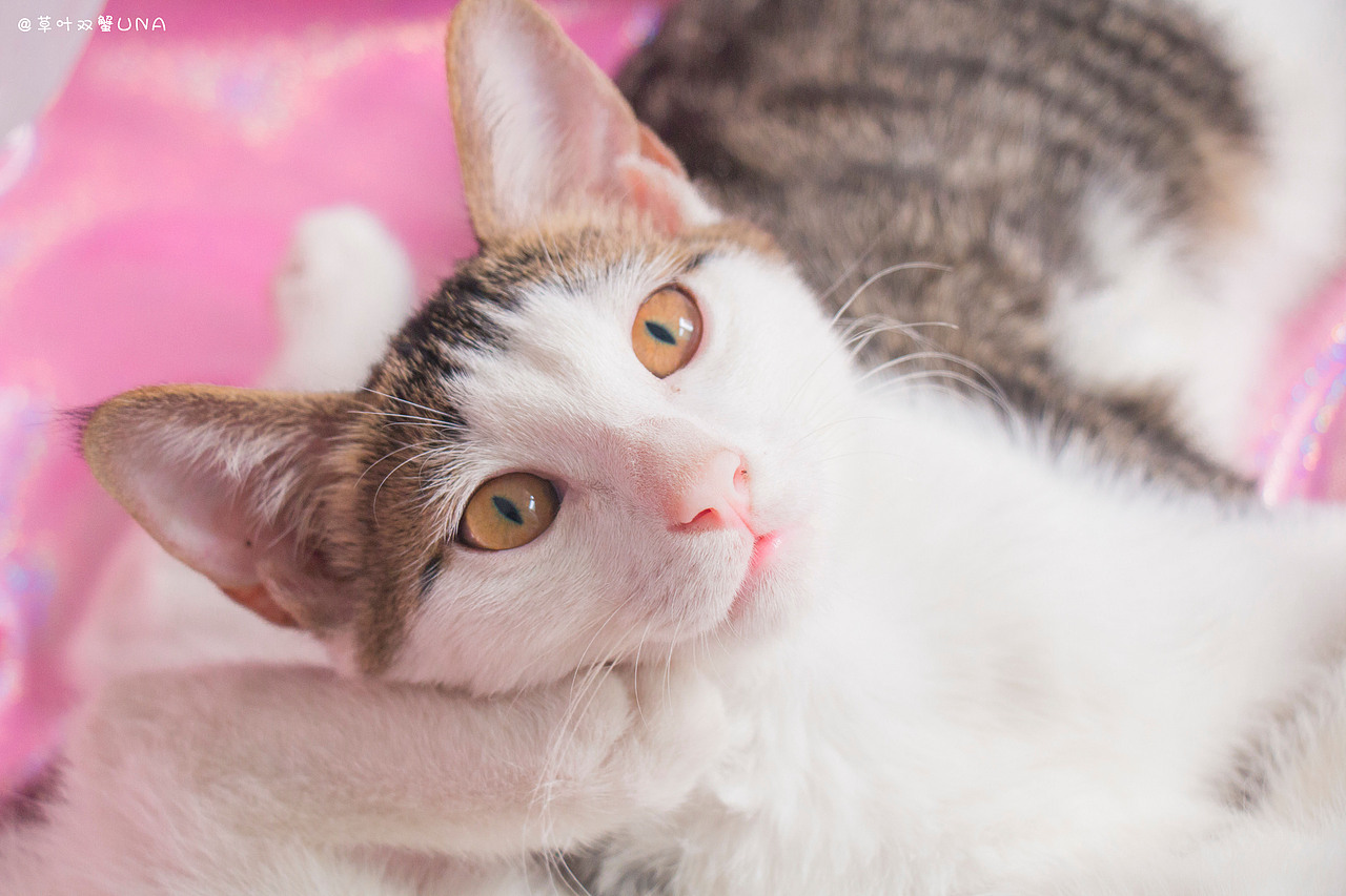 猫咪粉色写真