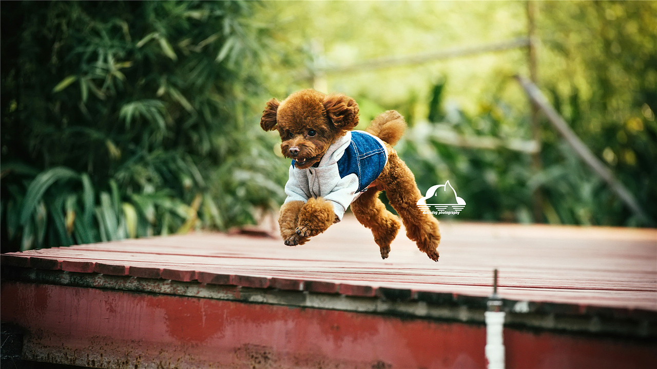 太空狗宠物摄影 泰日天