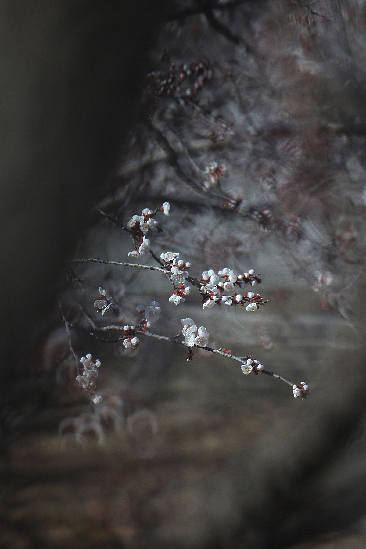 悄然而至的春天