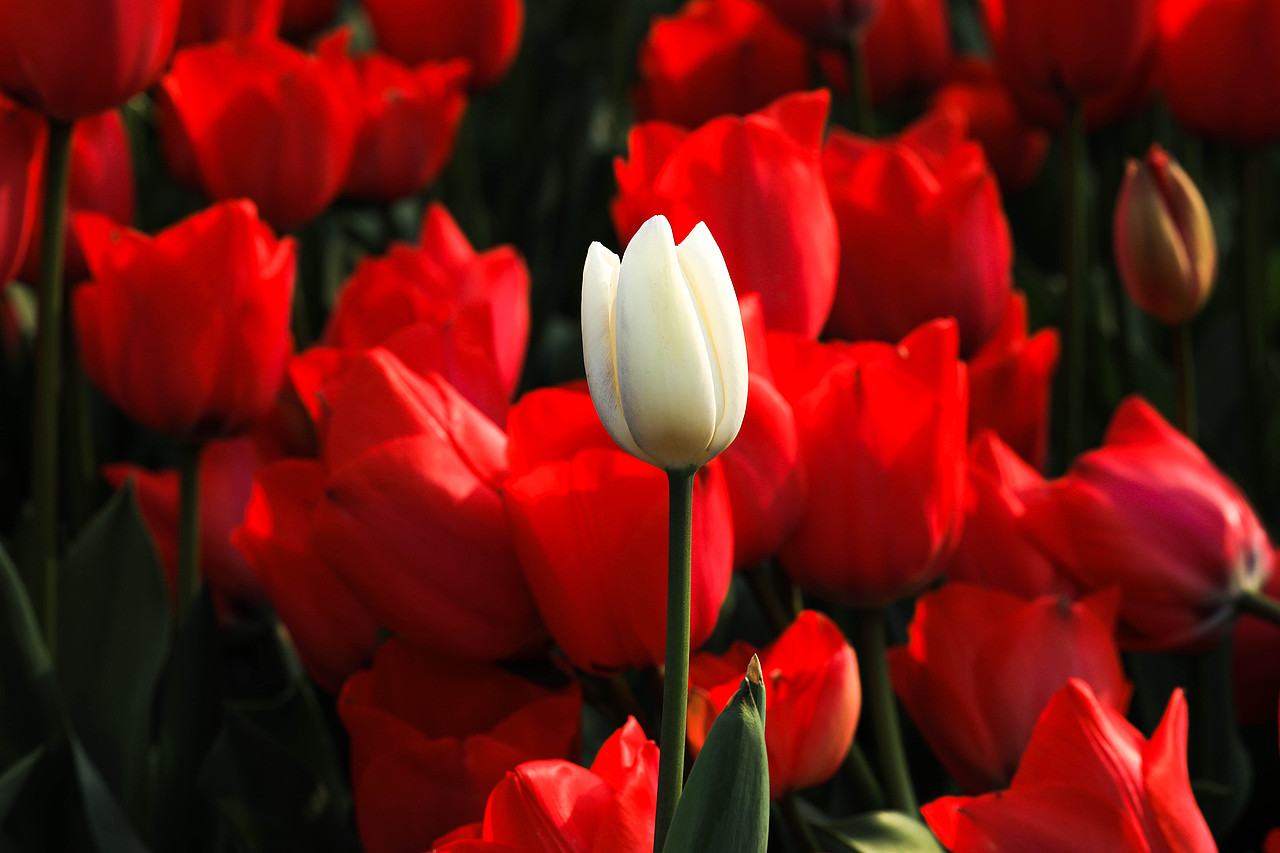 郁金香（图ZMTQ5MDY5MzQ4） - 风光摄影 - 站酷设计师Tenfey原创素材 - 站酷ZCOOL