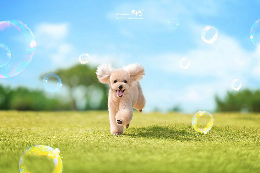14岁的mini小狗（图ZMzIzNzg4MjA4） - 宠物摄影 - 站酷设计师瘦子费原创素材 - 站酷ZCOOL