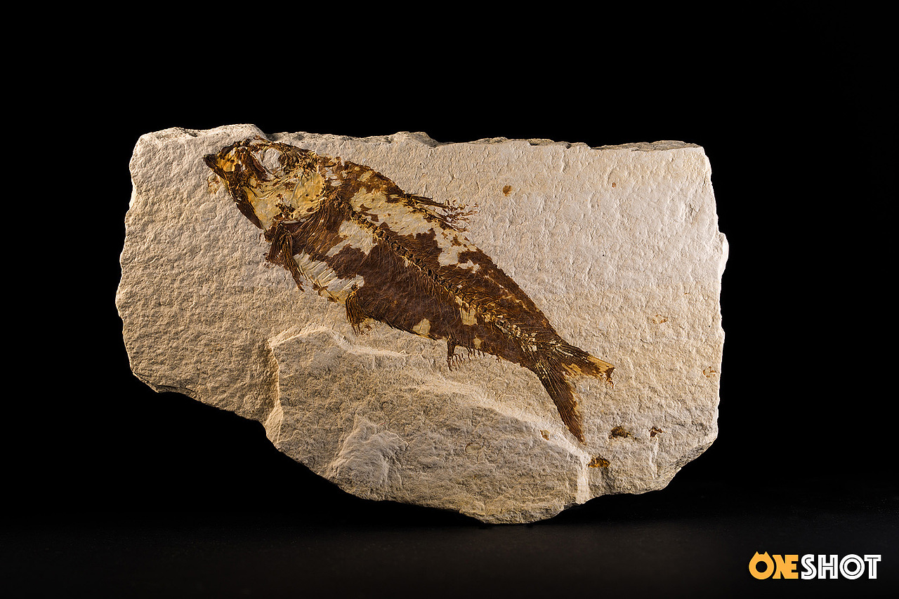 一些化石和矿石（图ZMTM4NTYzMTA0） - 产品摄影 - 站酷设计师WildKay原创素材 - 站酷ZCOOL