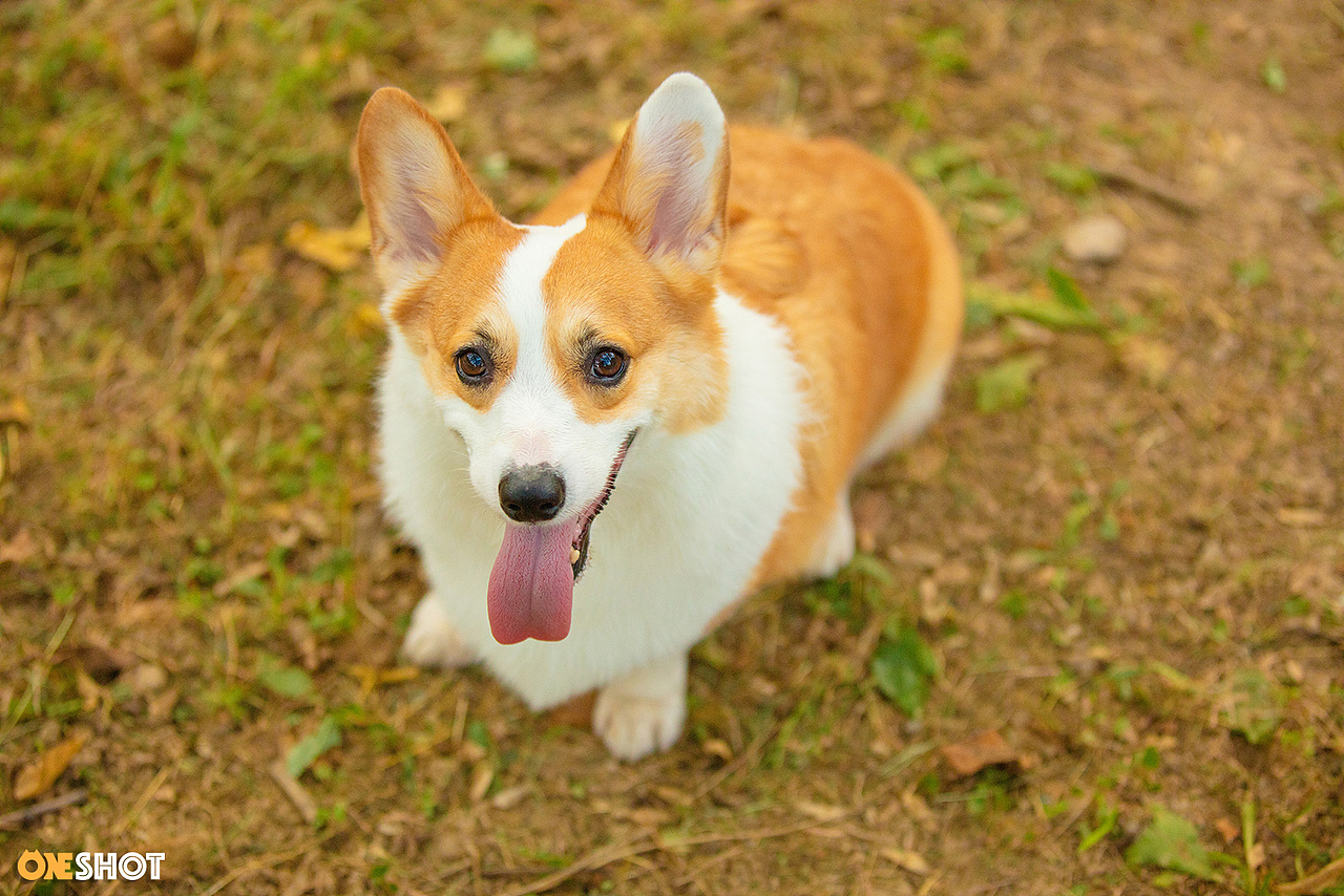 感受一下一只全速向你驶来的激萌小短腿（图ZMTc2NjExMjk2） - 宠物摄影 - 站酷设计师WildKay原创素材 - 站酷ZCOOL