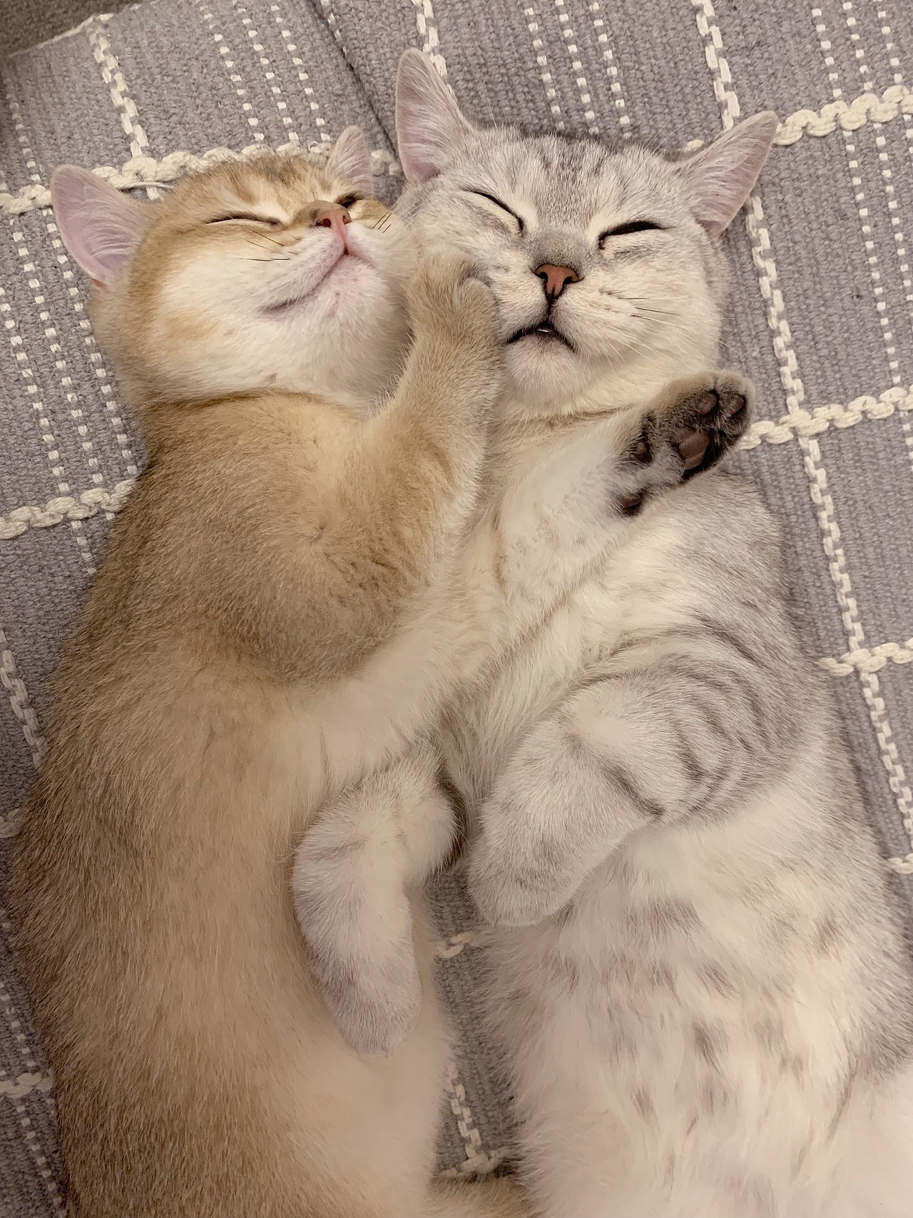 【我家猫不是喵】大傻Ni和卖萌Miu（图ZMjQyMjc1ODA0） - 商业插画 - 站酷设计师福阿包原创素材 - 站酷ZCOOL