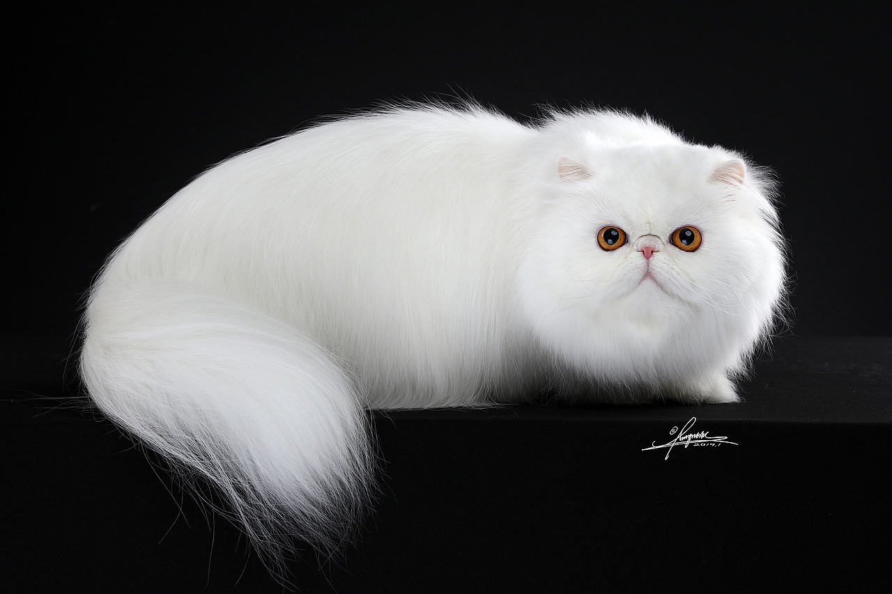 异国长毛猫AMYWORKS,拍摄于浙江义乌