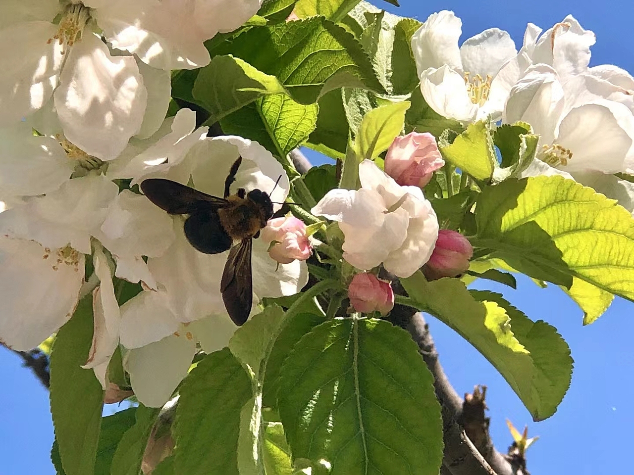 植物与昆虫朋友们！