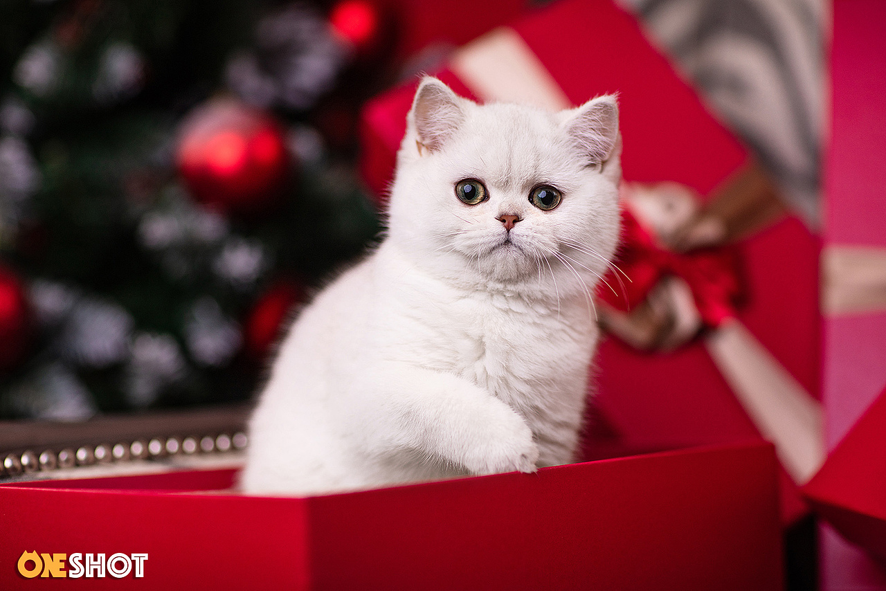 2018圣诞合集第一弹丨你的圣诞礼物又到啦!