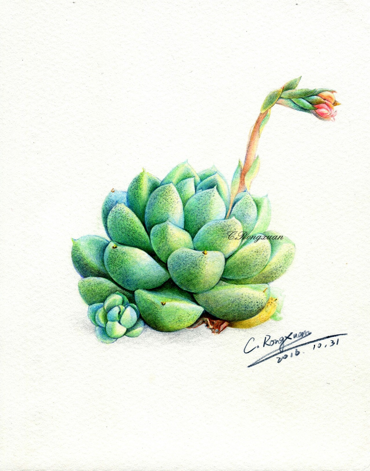 【溶萱手绘——彩铅多肉】厚叶月影（图ZNjIzNzg4MzI=） - 绘画 - 站酷设计师溶萱原创素材 - 站酷ZCOOL