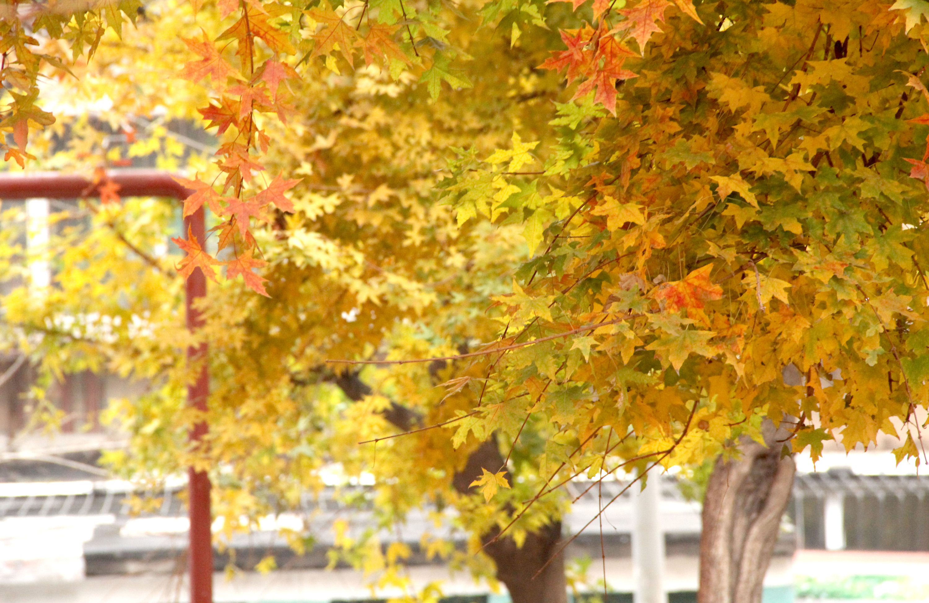 黄色的树|摄影|风光摄影|chen包谷 - 原创作品 - 站酷 (ZCOOL)