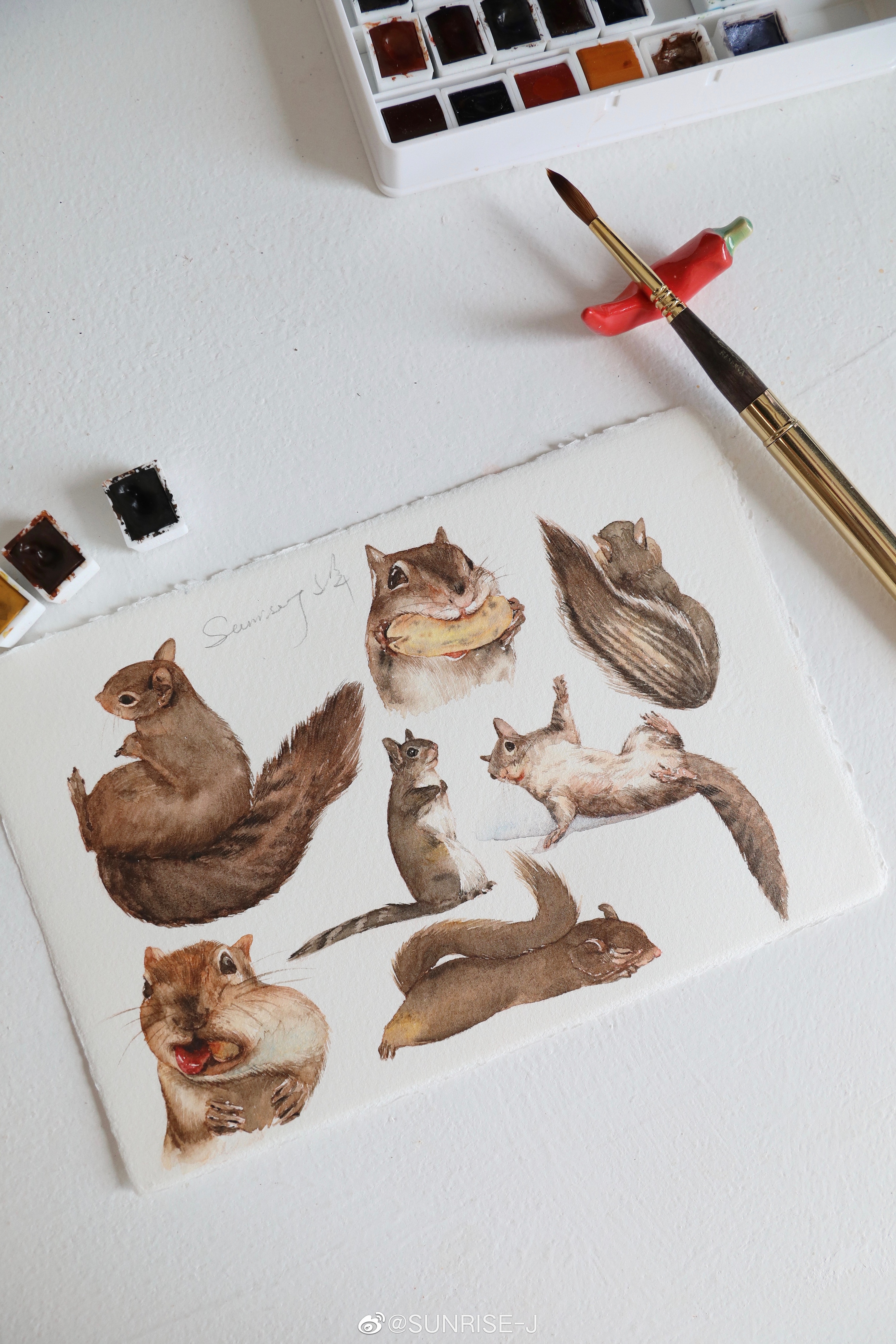 水彩 松鼠