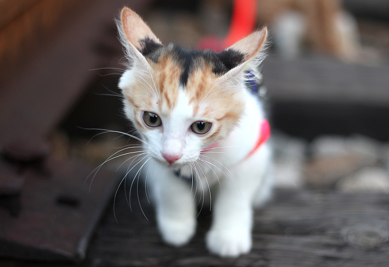 老虎不发威.当我病猫