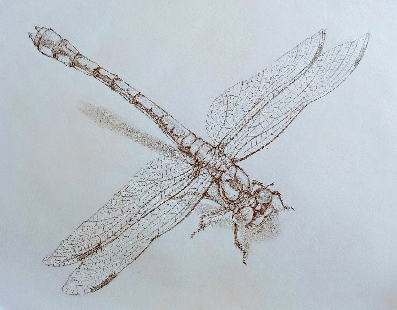 蜻蜓的画法_简笔画 - 搜图案网