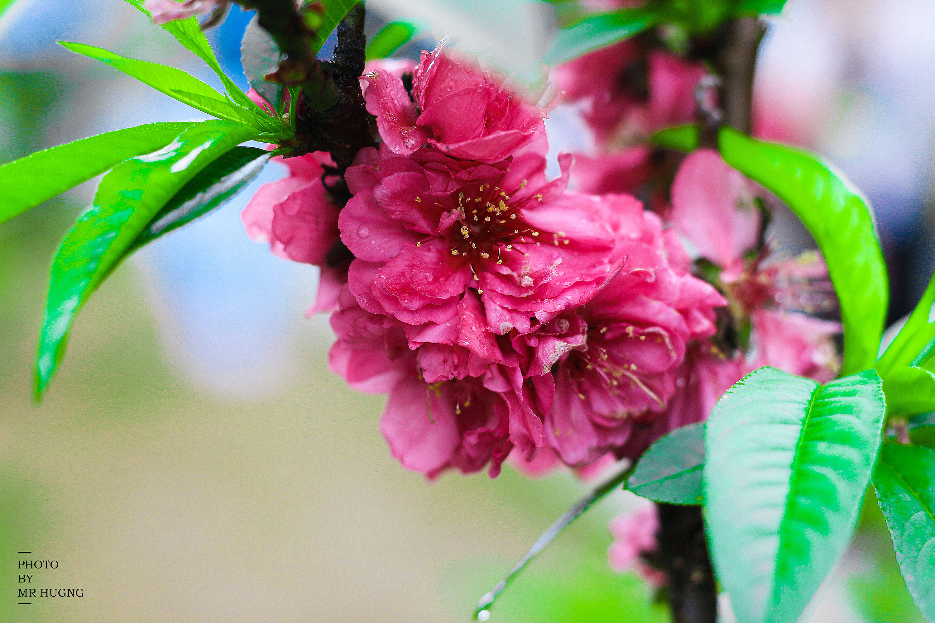 又到了百花盛开的季节了