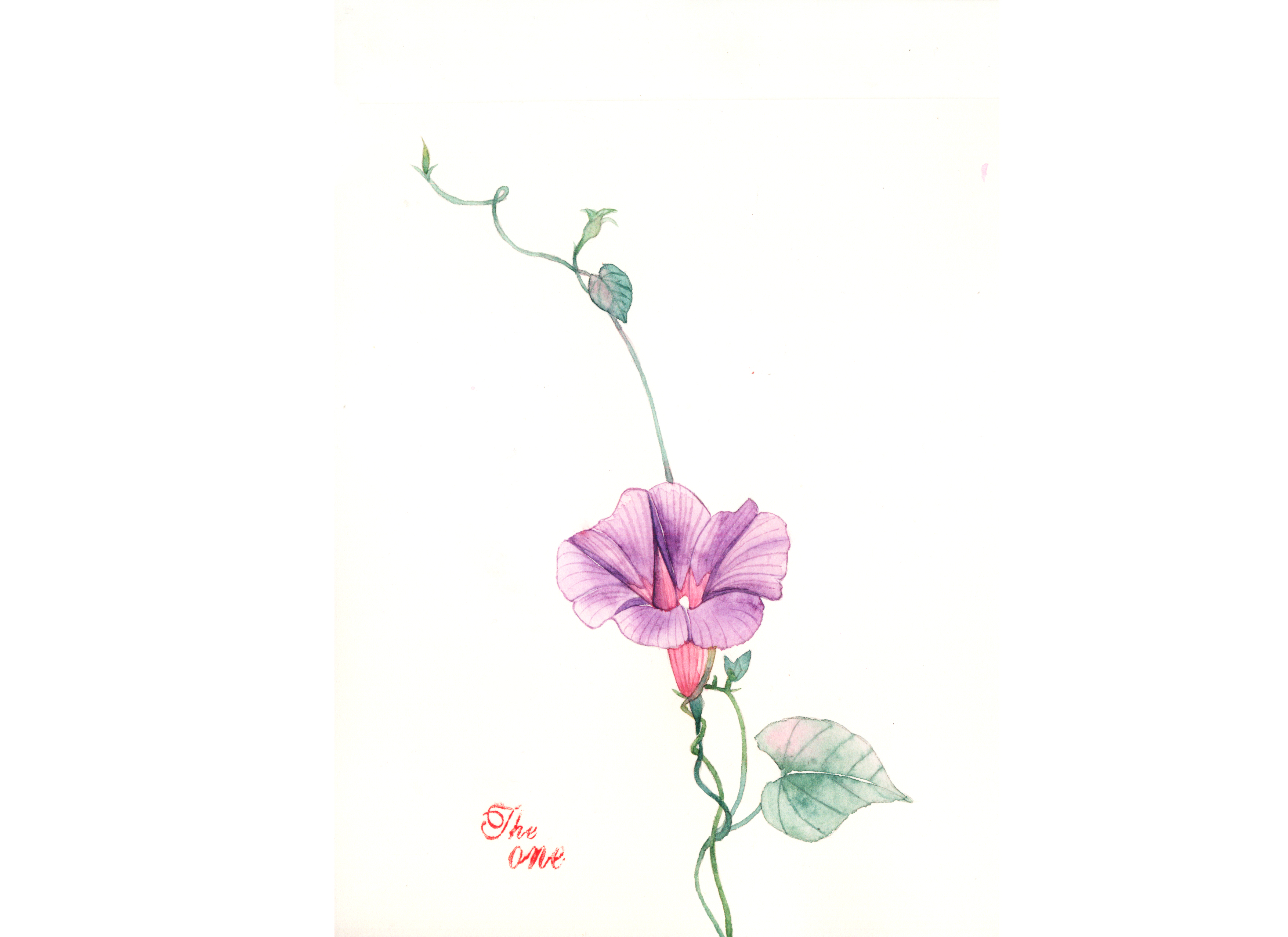 水彩花卉 画谱图片