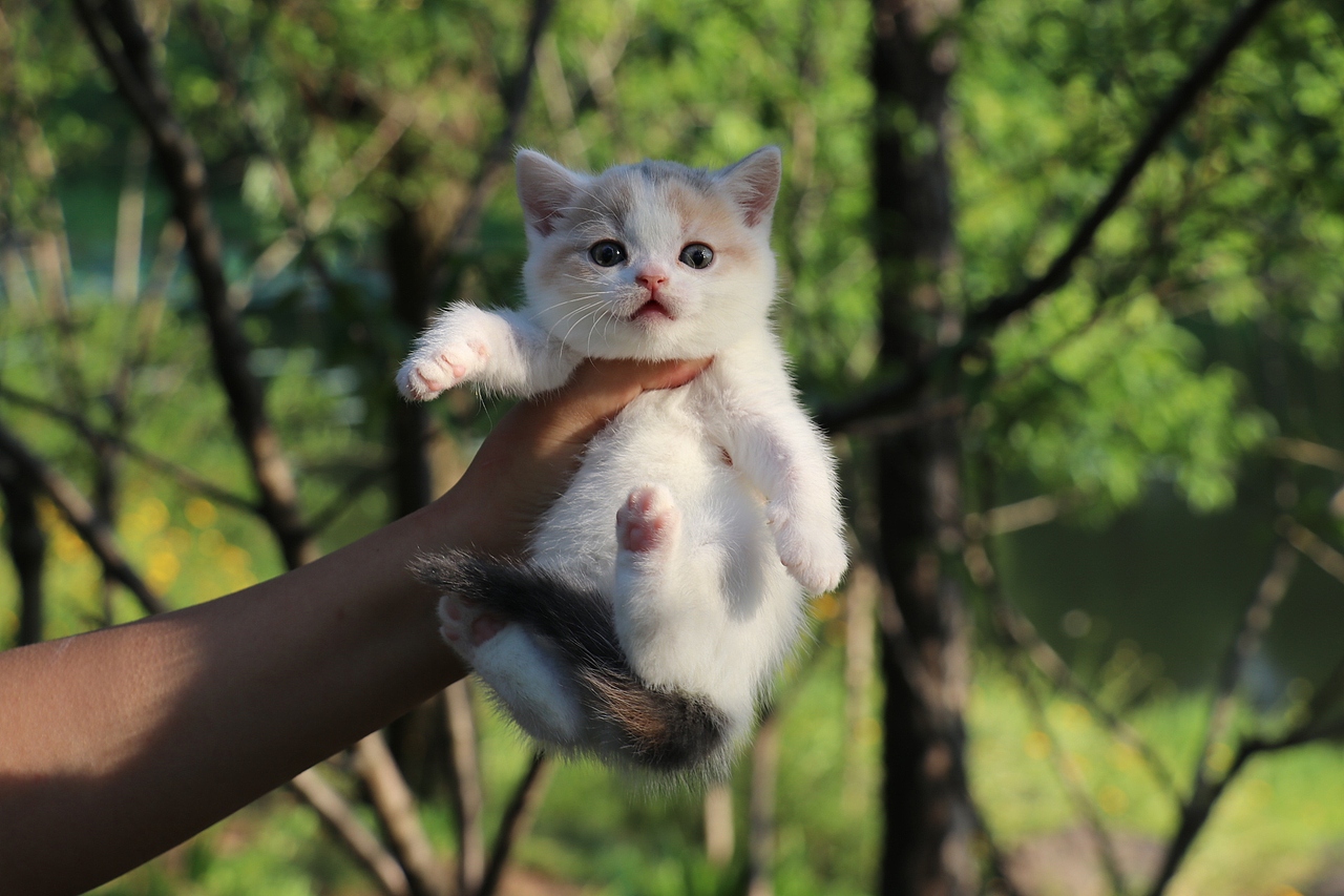 英短猫 0504英短小三花母-朵朵-20day260g-27day340g
