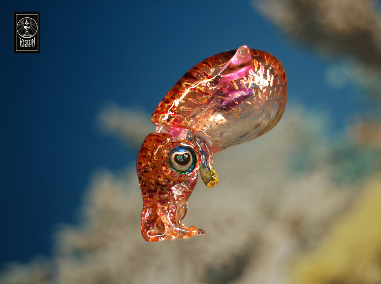 蔚蓝海洋下的美丽耳乌贼