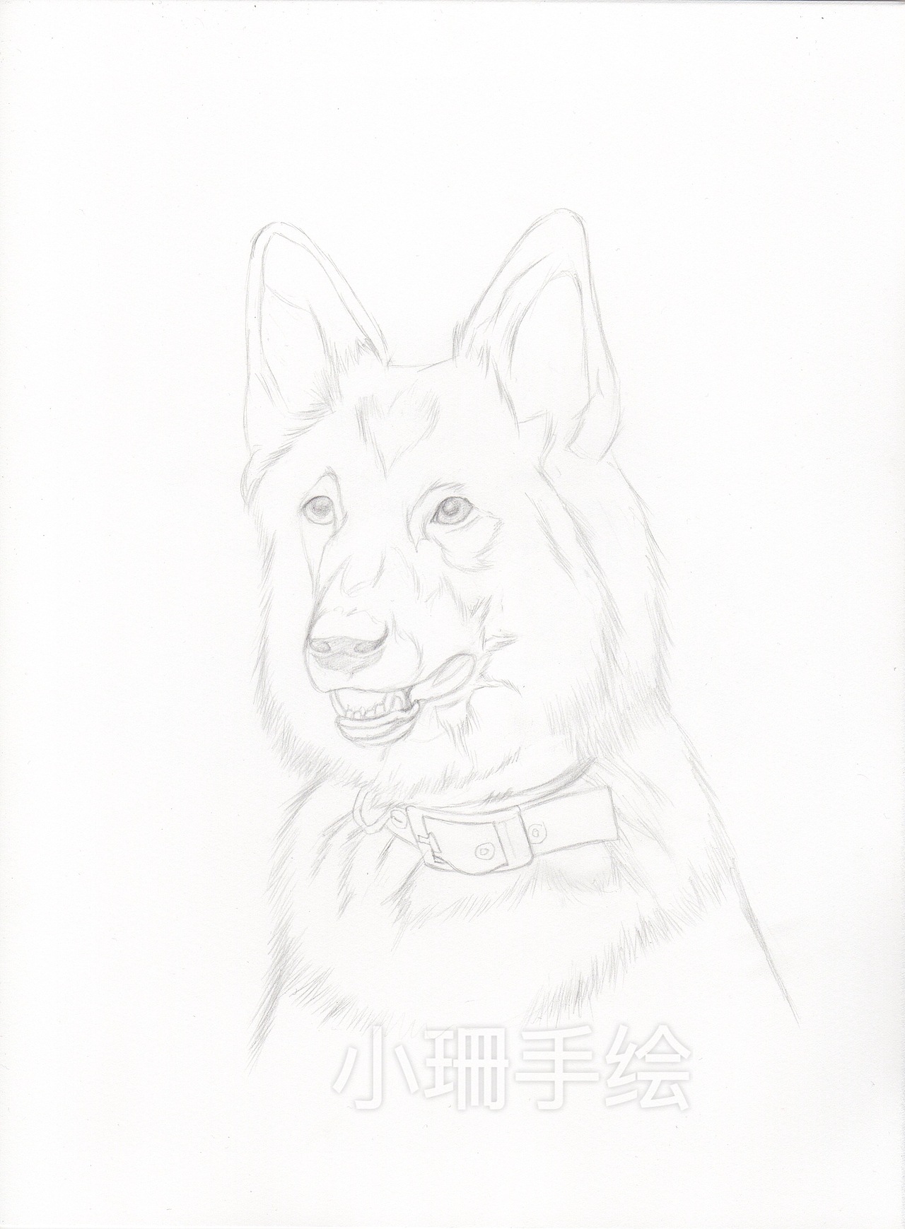 彩铅作品-德国牧羊犬