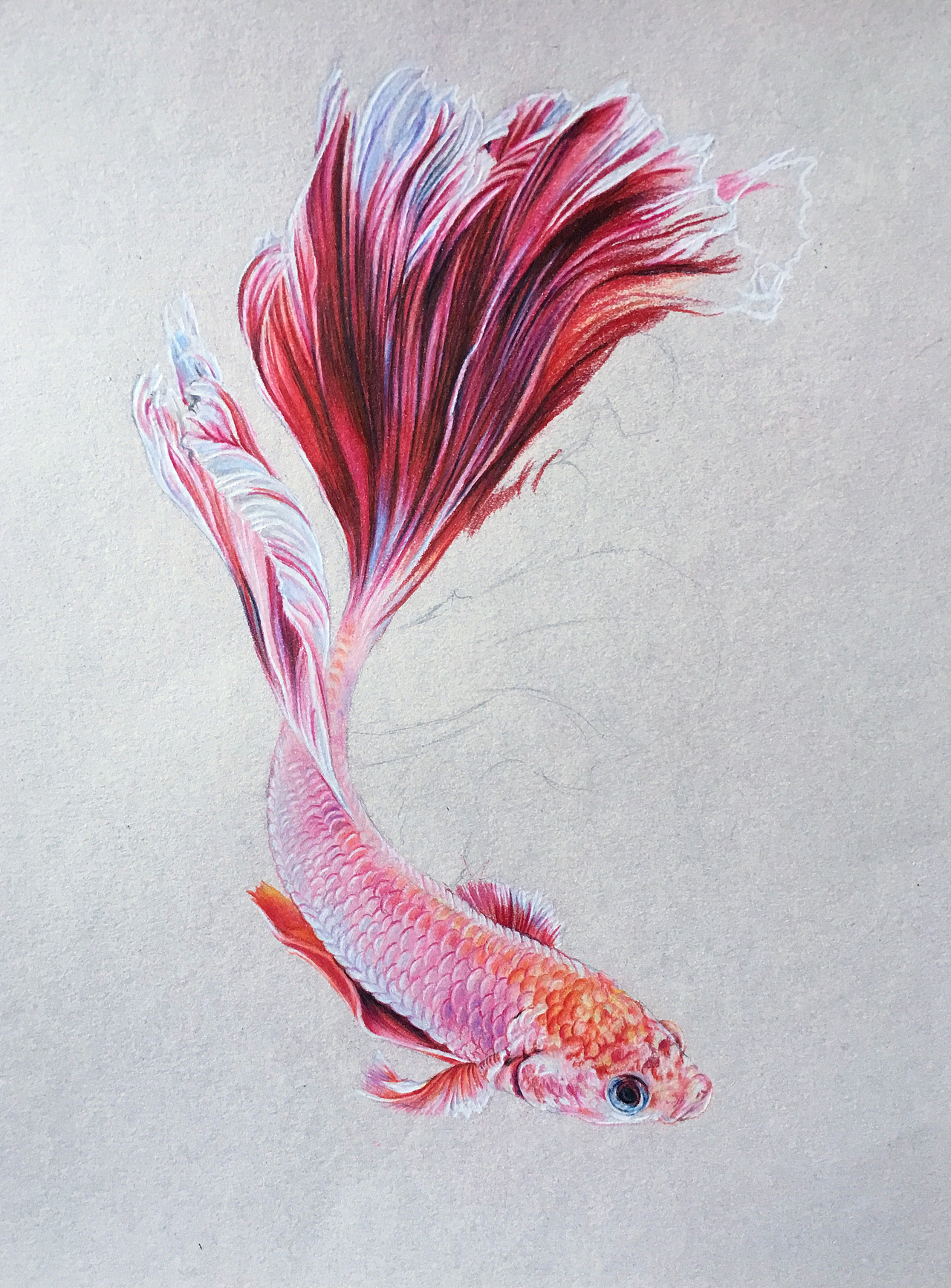 《斗鱼》彩铅作品|纯艺术|绘画|art安德_原创作品-站酷zcool