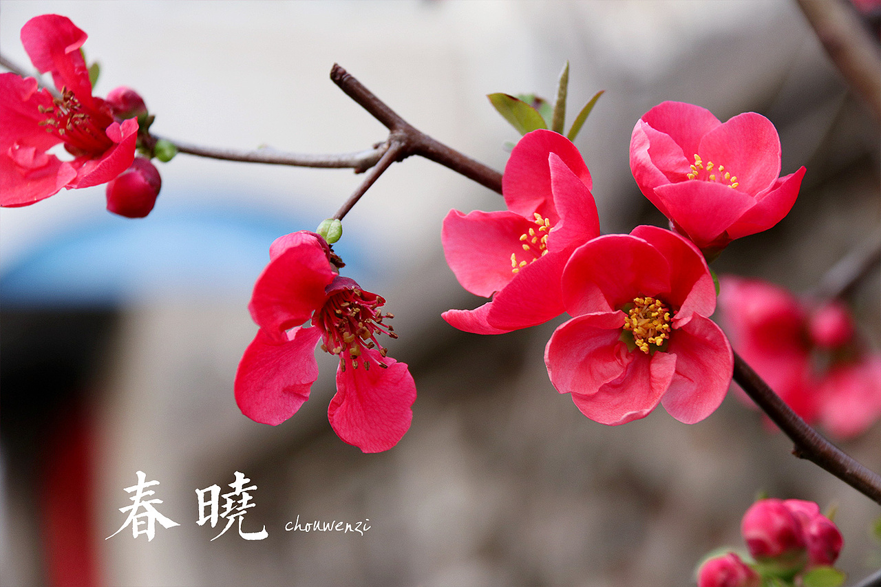 春——梅花（图ZNzMyMzc5NDg=） - 风光摄影 - 站酷设计师笑看梨花飘雪原创素材 - 站酷ZCOOL