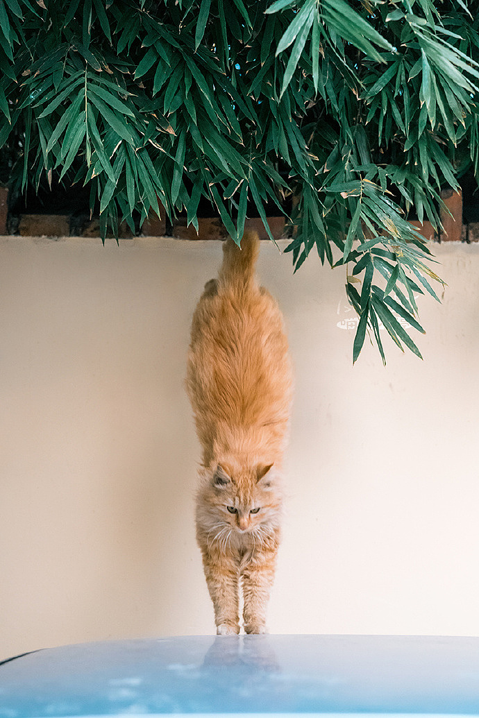 猫咪,跳跃的小精灵