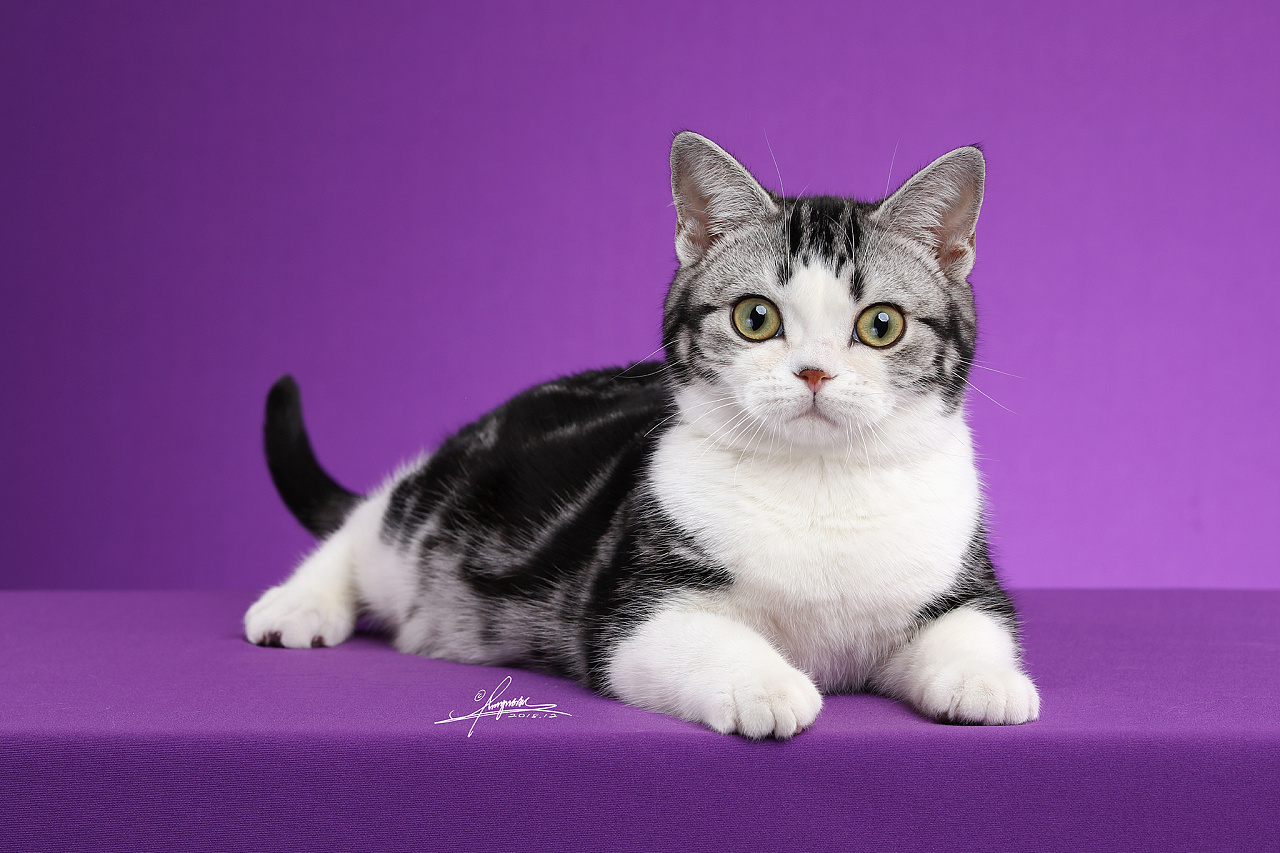 美国短毛猫|摄影|动物|AMYWORKS赛猫摄影 - 原创作品 - 站酷 (ZCOOL)