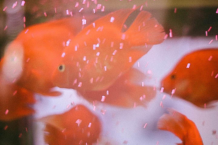 缺氧（图ZMTAzMjk3ODA0） - 宠物摄影 - 站酷设计师花酱紫啊原创素材 - 站酷ZCOOL
