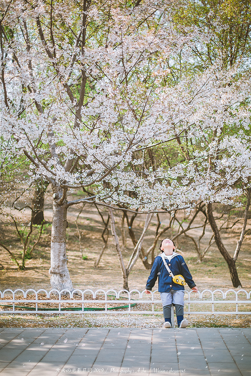 陪我去看樱花雨（图ZMTUzMTk4NjYw） - 人像摄影 - 站酷设计师沐小圆儿杂记原创素材 - 站酷ZCOOL