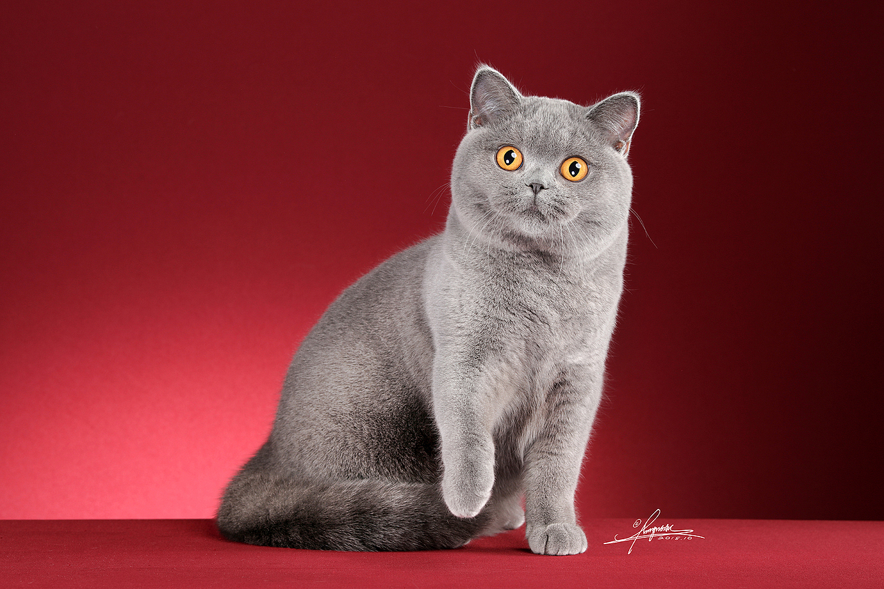 英国短毛猫