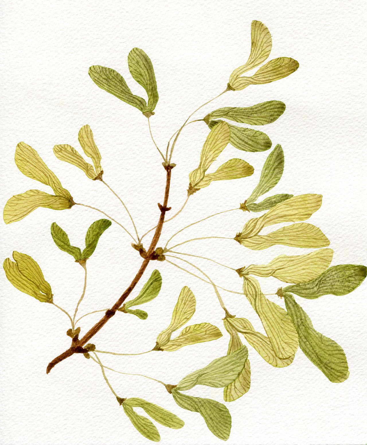 植物图鉴（图ZMTkzMzY4NDc2） - 创作习作 - 站酷设计师杨梨儿原创素材 - 站酷ZCOOL