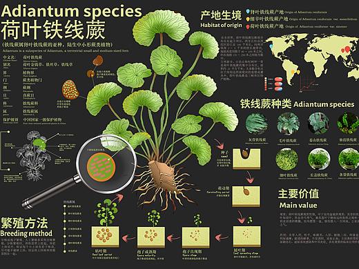 动植物信息设计