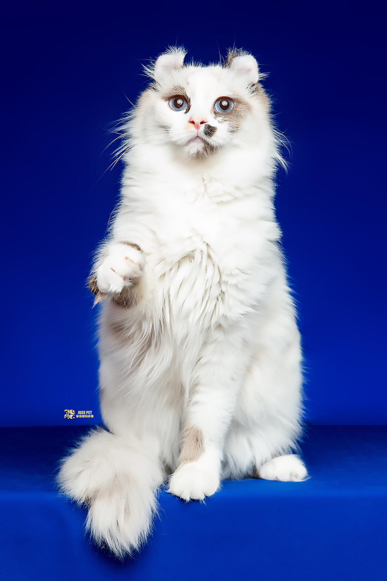 刚出生的暹罗猫|摄影|宠物摄影|摄影设计老师王林 - 原创作品 - 站酷 (ZCOOL)