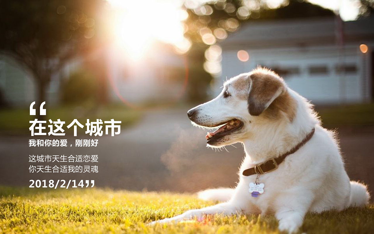 文明养犬公益广告（一）_狗狗_行为_爱犬