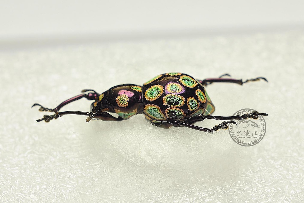 飞翔的宝石——菲律宾球面象甲