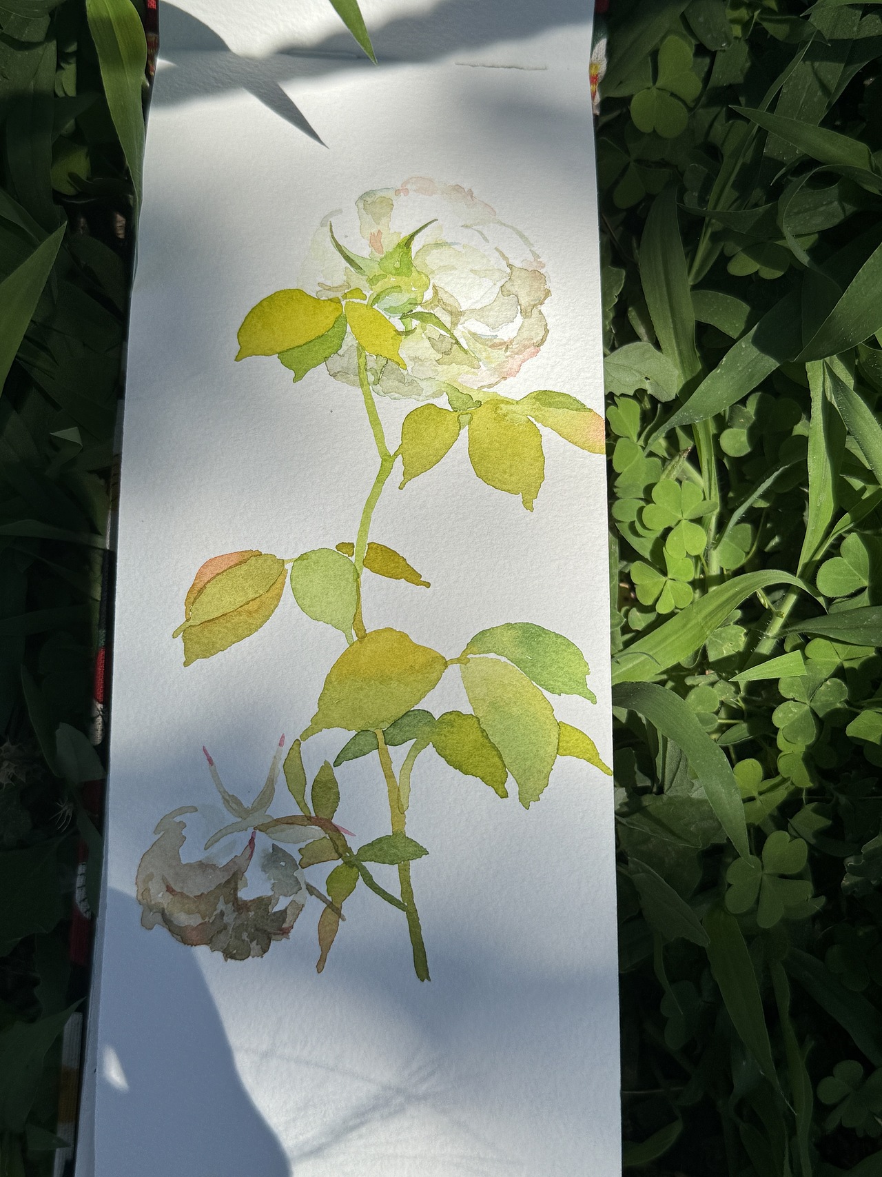 2024天坛月季园写生合集（2）（图ZMzgzNTEzOTI4） - 绘画 - 站酷设计师x_kaii原创素材 - 站酷ZCOOL