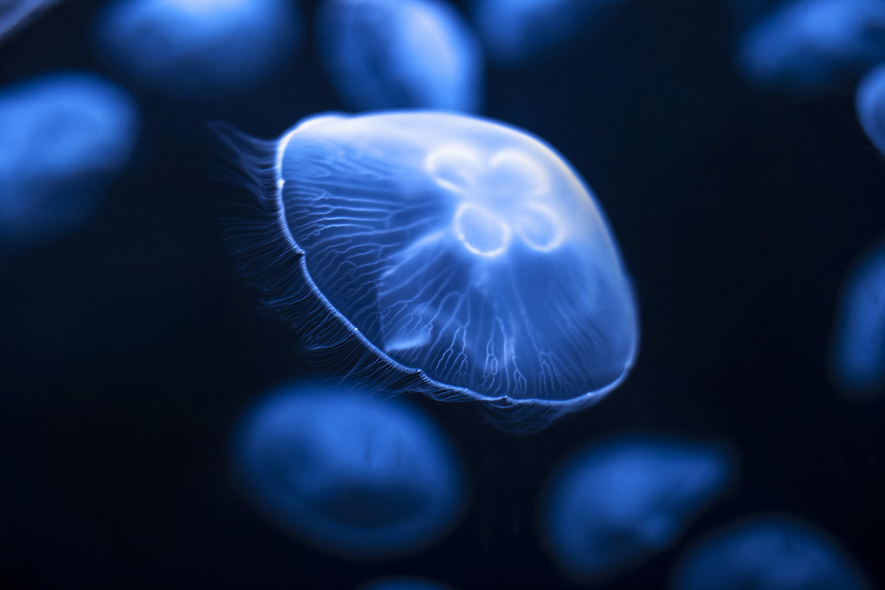 jellyfish