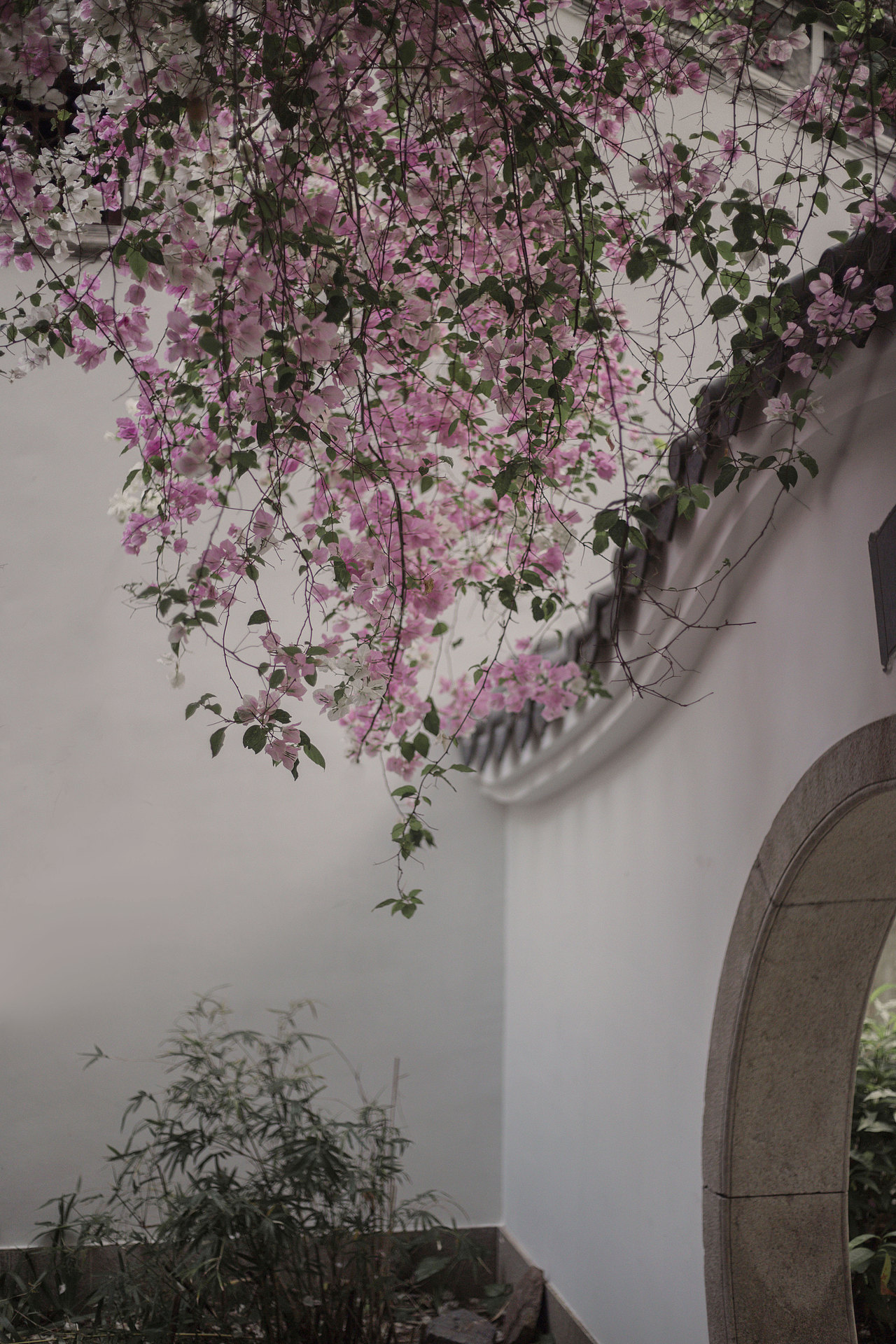 庭院深深深几许春日三角梅