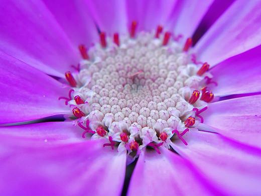 手机微距摄影（个人主页-ZMjYxMzE3MDg=） - 风光摄影 - 站酷设计师ioofun原创素材 - 站酷ZCOOL