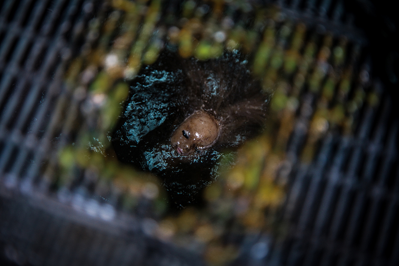 为CoolProps涂装1:3异形战士雕像发布（图ZMTc0MDc0NjU2） - 手办/模玩 - 站酷设计师光澤作用工作室原创素材 - 站酷ZCOOL