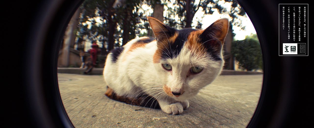 瞄子喵孙练习（图ZMzQ0MTA5NDQ=） - 宠物摄影 - 站酷设计师HAOHAO设计原创素材 - 站酷ZCOOL