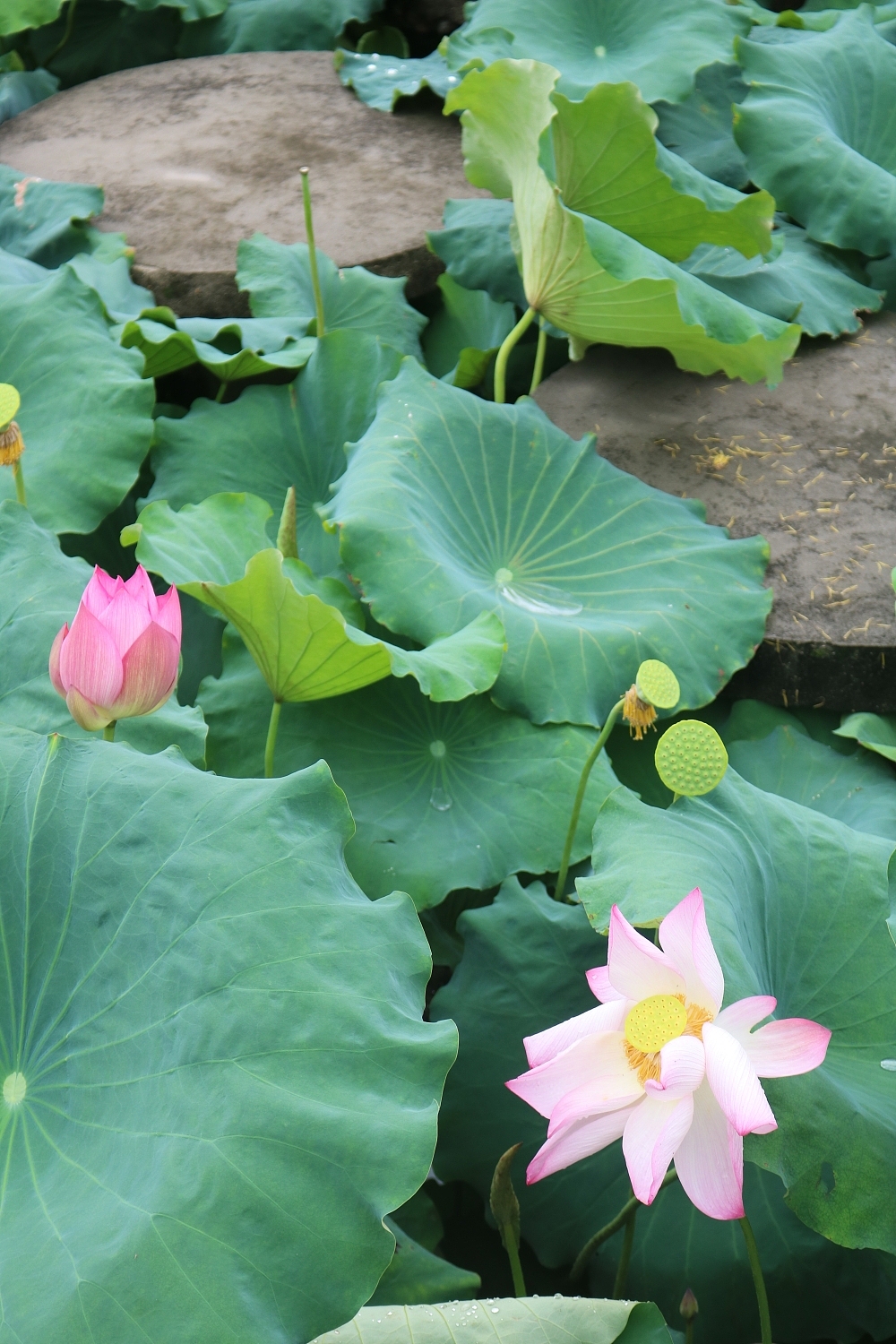 西安外事学院掠影