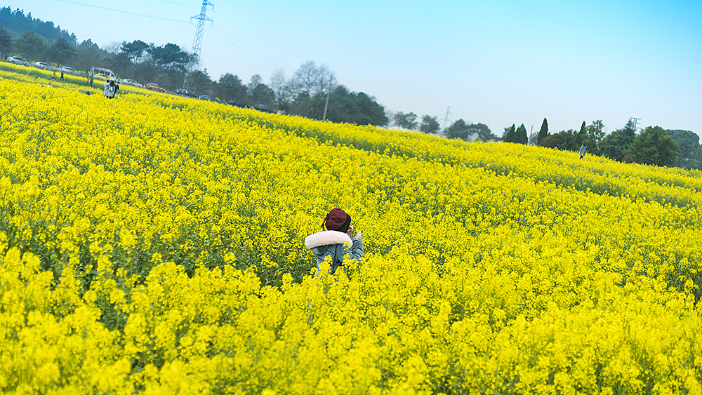 拥抱暖阳 欣然花开