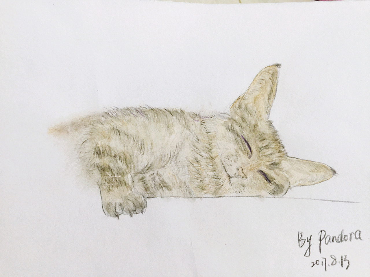 彩铅练习:猫咪