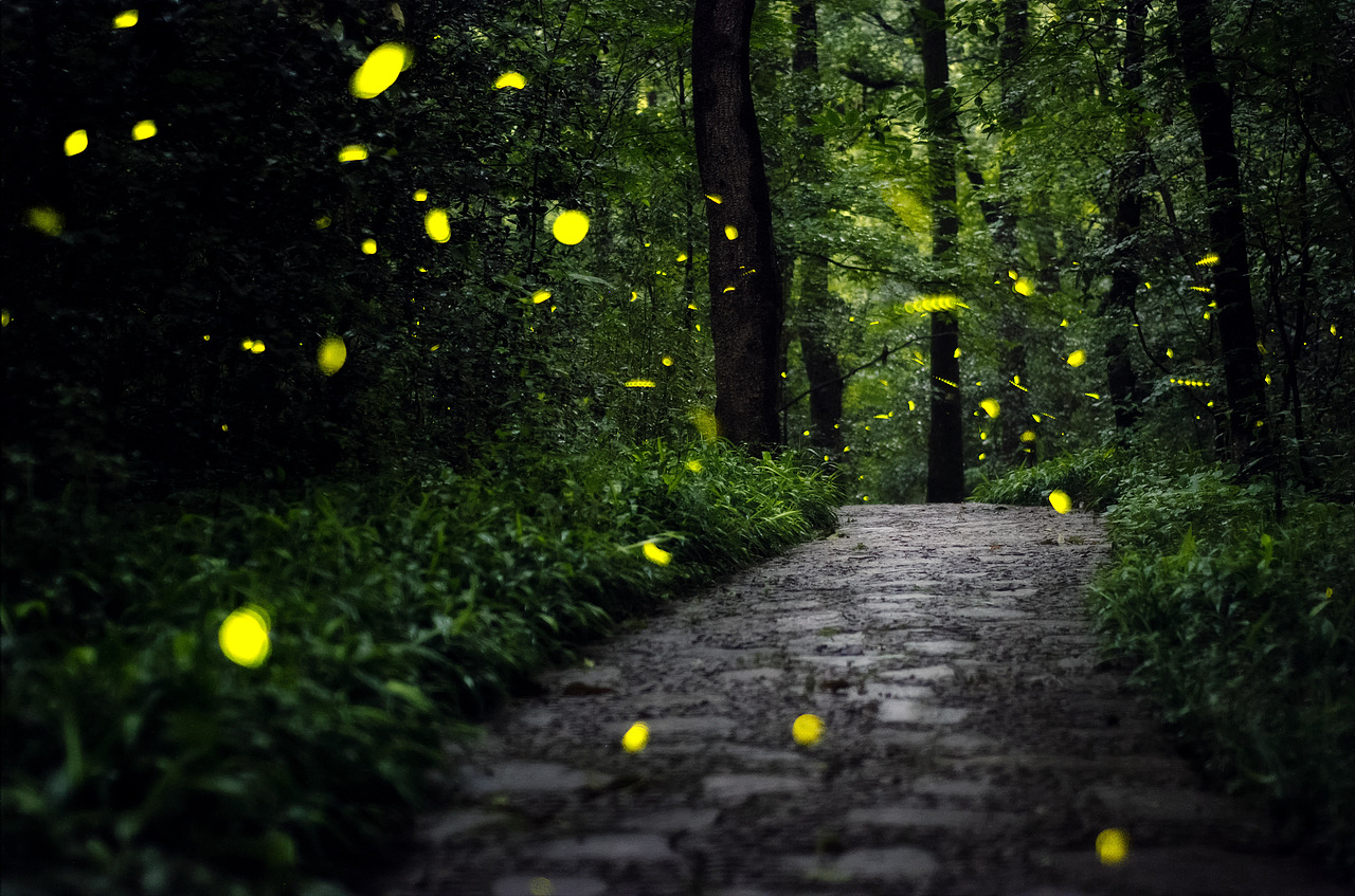 夏夜萤火（图ZODUxMzI4Njg=） - 风光摄影 - 站酷设计师jzjjzj18原创素材 - 站酷ZCOOL
