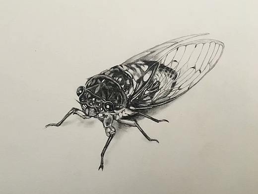彩铅昆虫