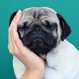 Tiyaoy的头像
