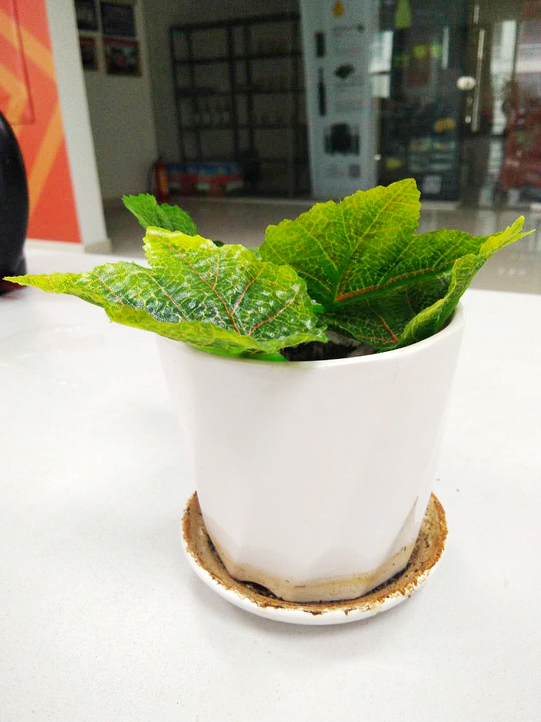 一颗小植物（图ZMTEzMDUwNTQ4） - 产品摄影 - 站酷设计师哈哈大笑很倾城原创素材 - 站酷ZCOOL