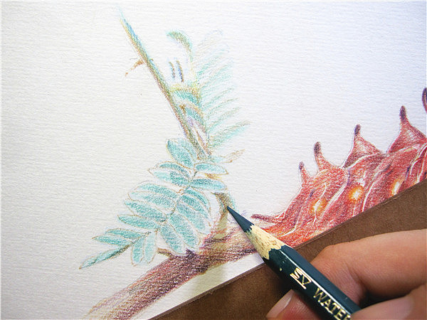 纸上彩铅--《凤蝶幼虫》过程随录（图ZMTM1NTczNjA=） - 绘画 - 站酷设计师超超的青葱原创素材 - 站酷ZCOOL